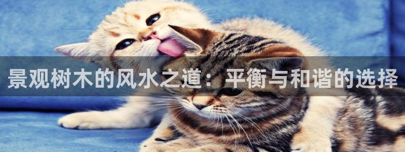 摩根娱乐是什么意思