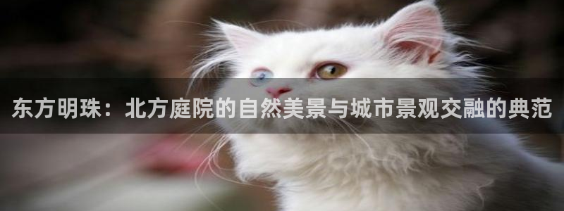 摩根娱乐包是什么