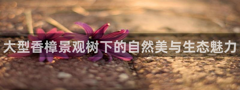 摩根娱乐彩票最忌三种东西