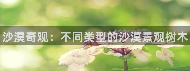 白宫摩根会娱乐会所