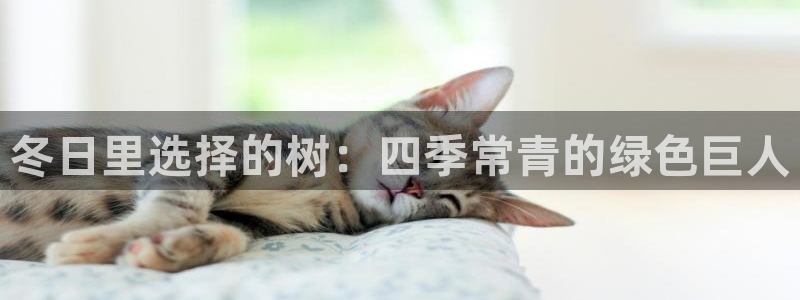 摩根娱乐宝怎么盈利