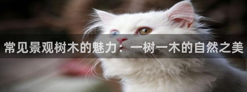 摩根国际娱乐宝官网下载