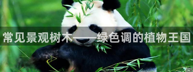 华视娱乐摩根王琛