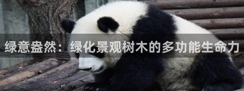 摩根娱乐公会创始人