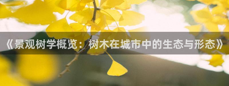 华视娱乐摩根王琛