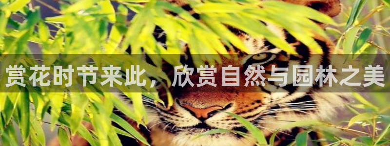 摩根娱乐百家号：赏花时节来此，欣赏自然与园林之美